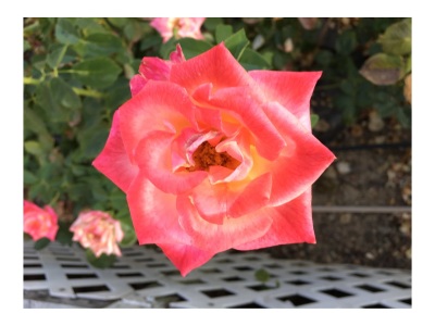 Perfect Pink Rose at Home - gvan42 - Intentionally Search for Beauty