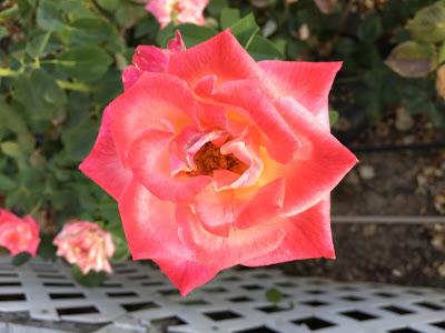 Perfect Pink Rose near Home in Orangevale, California - Gregory Vanderlaan - gvan42